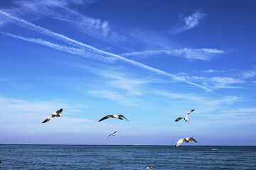 Flock of Seagulls takes off under ocean on the beach background