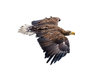 Sea eagle in flight isolated on white. White-tailed eagle, Haliaeetus albicilla, flying over lake after successful hunt. Majestic bird hunting on lake. Wildlife nature. The largest eagle in Europe.