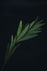 A captivating  photos showcasing lush green leaves against a dark, moody background. The images highlight the natural texture, patterns, and details of leaves in a dramatic and artistic way