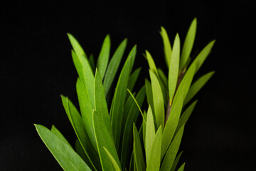 A captivating  photos showcasing lush green leaves against a dark, moody background. The images highlight the natural texture, patterns, and details of leaves in a dramatic and artistic way