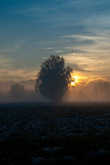 Moody sunset between trees in the foggy natural preserve of Lauterach in Vorarlberg in winter time