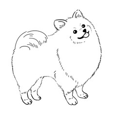 ポメラニアンのイラスト（線画）