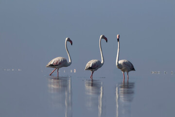 African wild birds. A flock of great flamingos on the blue lagoon against the bright sky