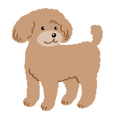 トイプードルのイラスト