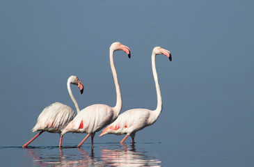 African wild birds. A flock of great flamingos on the blue lagoon against the bright sky