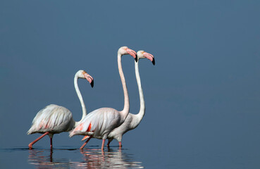 African wild birds. A flock of great flamingos on the blue lagoon against the bright sky
