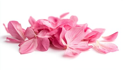 Pink flower petals scattered on white background.