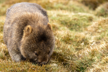 The bare-nosed wombat, also known as the common wombat, is the world's largest burrowing...