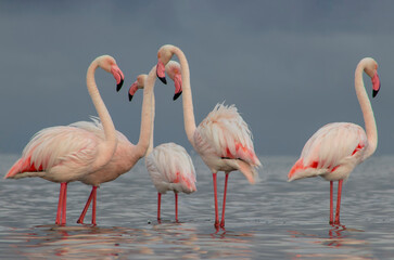 Exclusive Premium Shot: Flock of Great Flamingos in African Blue Lagoon