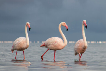 African wild birds. A flock of great flamingos on the blue lagoon against the bright sky