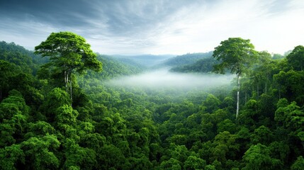 Obraz premium Lush rainforest landscape with mist and towering trees.