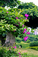 Spring in my hometown