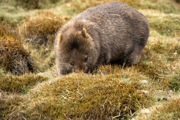 The bare-nosed wombat, also known as the common wombat, is the world's largest burrowing herbivorous mammal. 