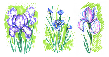 A stylish set of irises, purple flowers, hand-drawn doodles with a felt-tip pen, an illustration on a white background. Lilac spring flowers, drawing with markers.