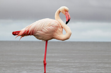 Wild African birds. A lone great African flamingo on a blue lagoon against a bright sky background
