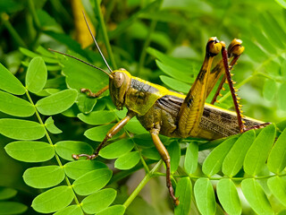 Brown grasshoppers land on leaves