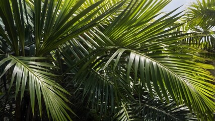 Fototapeta premium Close-Up of Trachycarpus Fortunei Palm Leaves with Sunlight Filtering Through