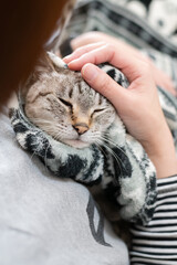 可愛い猫を撫でる飼い主　シャムトラ猫