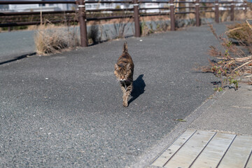 歩いてくる可愛い野良猫