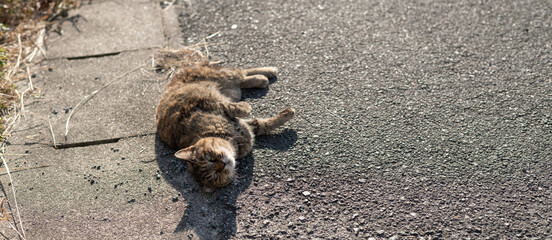 寝ころがってアピールする可愛い野良猫
