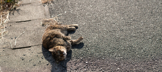 寝ころがってアピールする可愛い野良猫