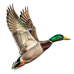 duck   isolated on transparent background
