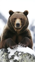 Fototapeta premium A close-up of a bear resting on a snowy rock in a mountainous landscape.