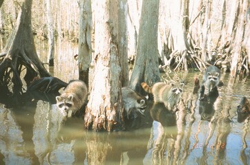 raccoon on the water © Zoe