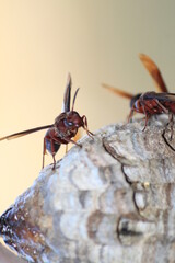 wasps group together when making a home
