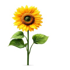 Obraz premium Vibrant summer sunflower with green stem isolated on white background