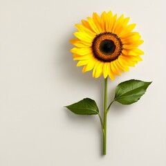 Vibrant Summer Sunflower with Green Stem Isolated on White Background