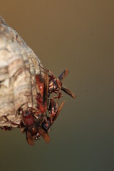 wasps group together when making a home