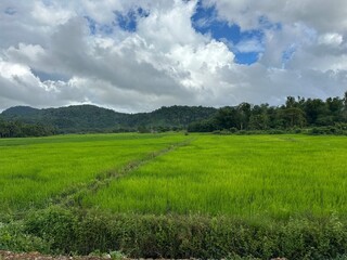 Rice plantation on Philippines 