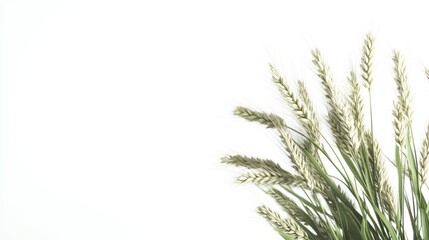 Wheat stalks on white.