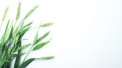 Naklejka premium Green wheat on white background.