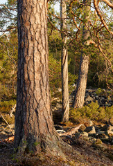 Old pine trees in warm light of a summer evening. Finnish Lapland