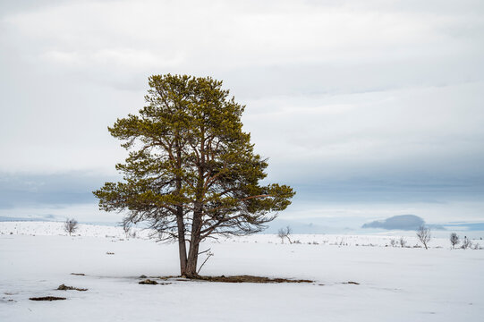 A big and lonely pine tree in wintry landscape in Utsjoki, Finnish Lapland