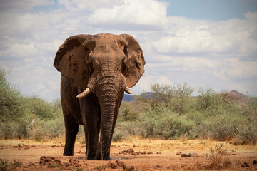 Close up of the African Bush Elephant in the grassland on a sunny day.