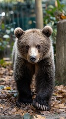Fototapeta premium A young bear walking through a natural setting with leaves and greenery around.