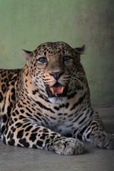 Tigers have thick, patterned skin