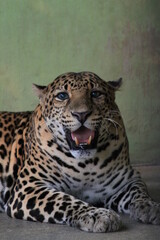 Tigers have thick, patterned skin