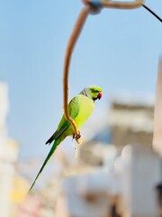 blue and yellow macaw