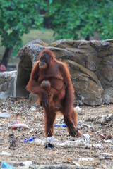 Orangutans are animals from Kalimantan