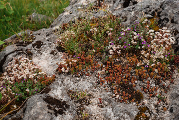 Sedum English, Sedum White and other flowering succulents in the mountains of Montenegro, Durmitor Park. Mosses and lichens on stones.