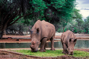 Fototapeta premium Wild animals. A family of white rhinos in the African savannah