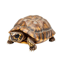 Obraz premium Close-up of a Turtle in Its Natural Habitat on transparent background