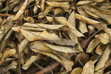 background of brownish dry leaves. leaves dry because of dead trees