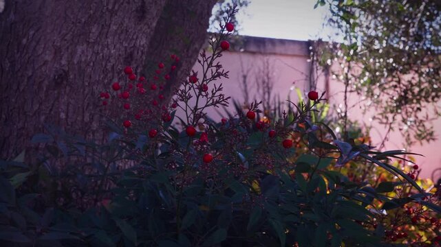 Arbusti d&rsquo;Inverno: Mahonia e Nandine, Eroi del Freddo