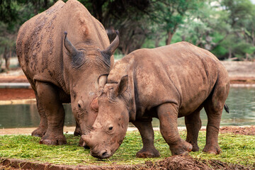 Naklejka premium Wild animals. A family of white rhinos in the African savannah