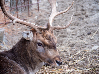 Spotted Daniel is a mammal from the deer family, it belongs to ruminant even-toed ungulates.